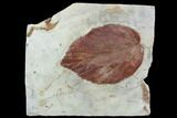 Fossil Leaf (Beringiaphyllum) - Montana #101957-1